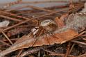 Oxyopes_variabilis_D7956_Z_89_North Stradbroke island_Australie